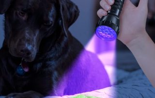 a UV Flashlight Work