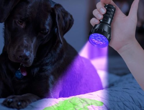 How Does a UV Flashlight Work? A Comprehensive Guide